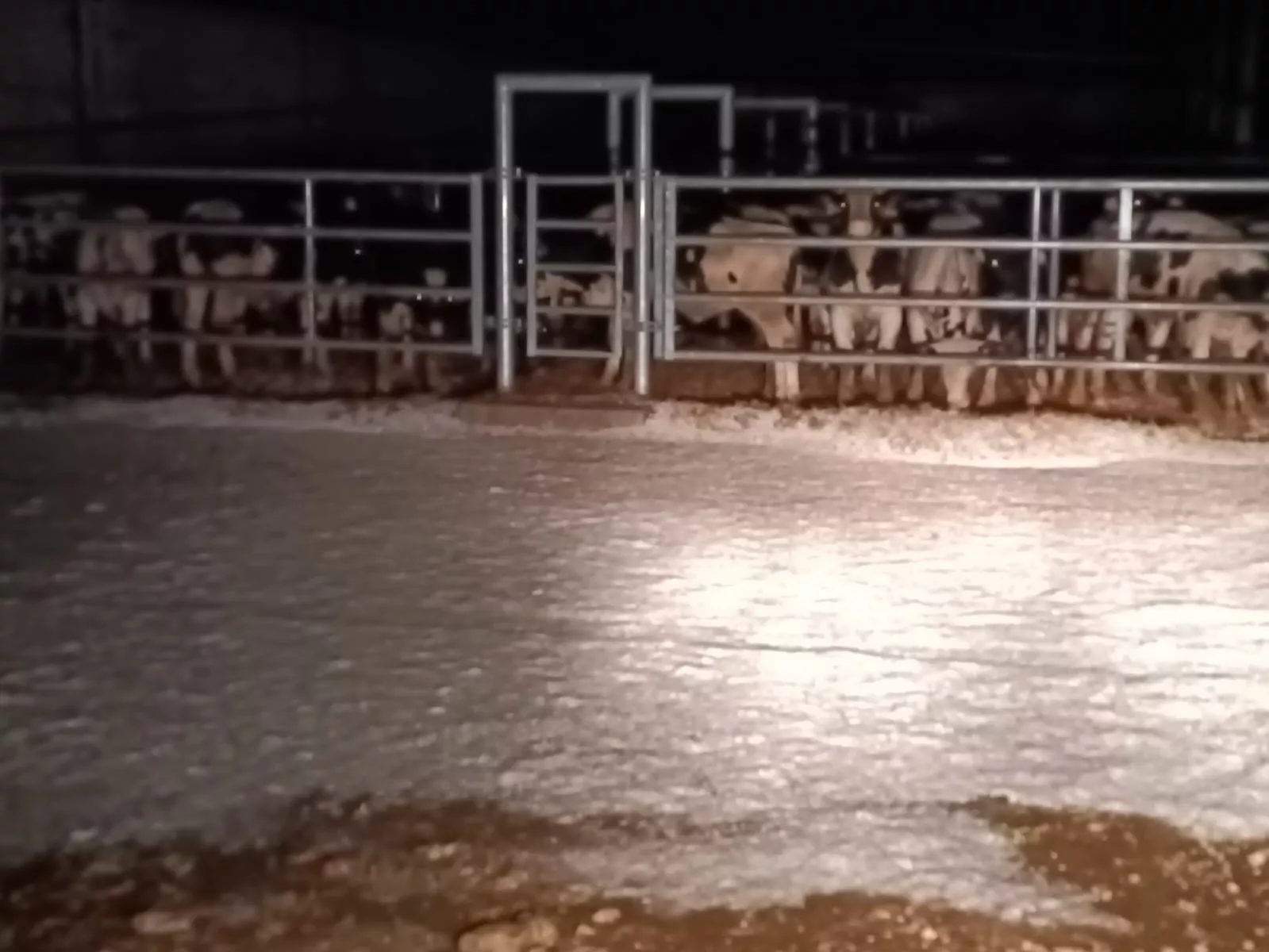 Unas vacas contemplan el granizo en la localidad de Aguas
