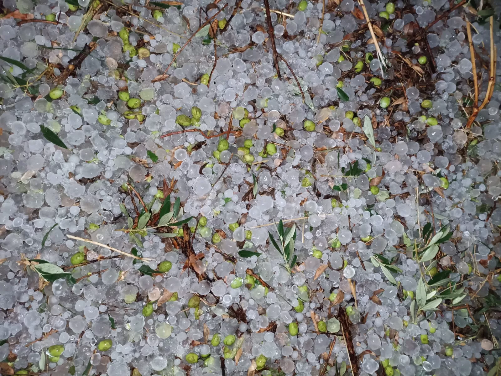 Granizadas en Somontano, Litera y La Hoya. Foto Asaja Huesca