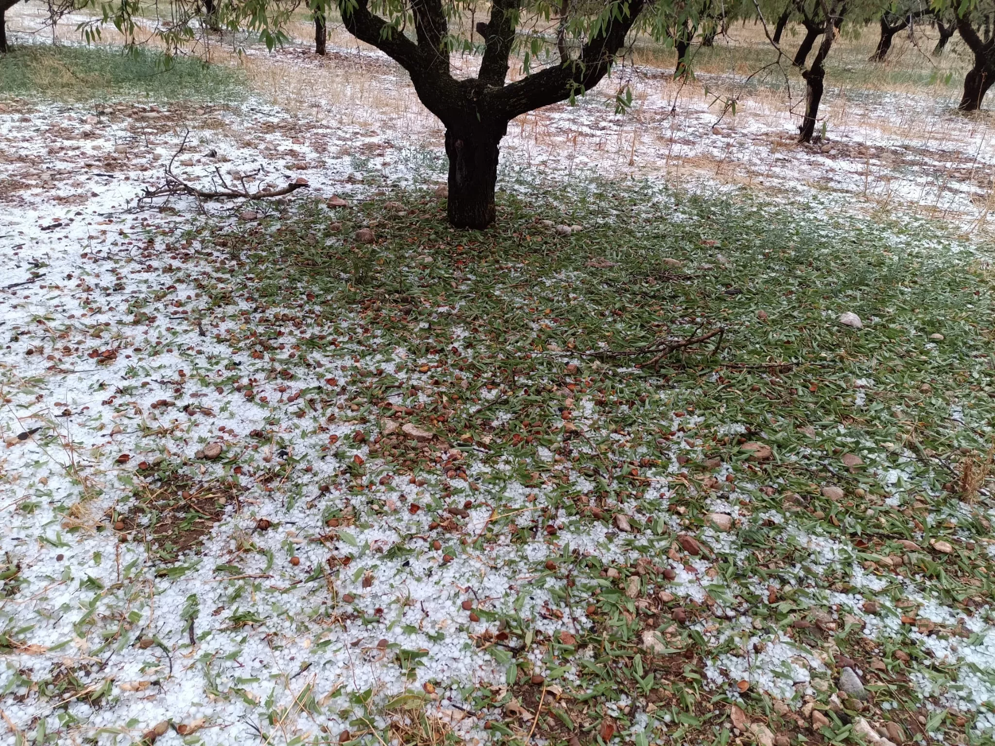 Granizadas en Somontano, Litera y La Hoya. Foto Asaja Huesca