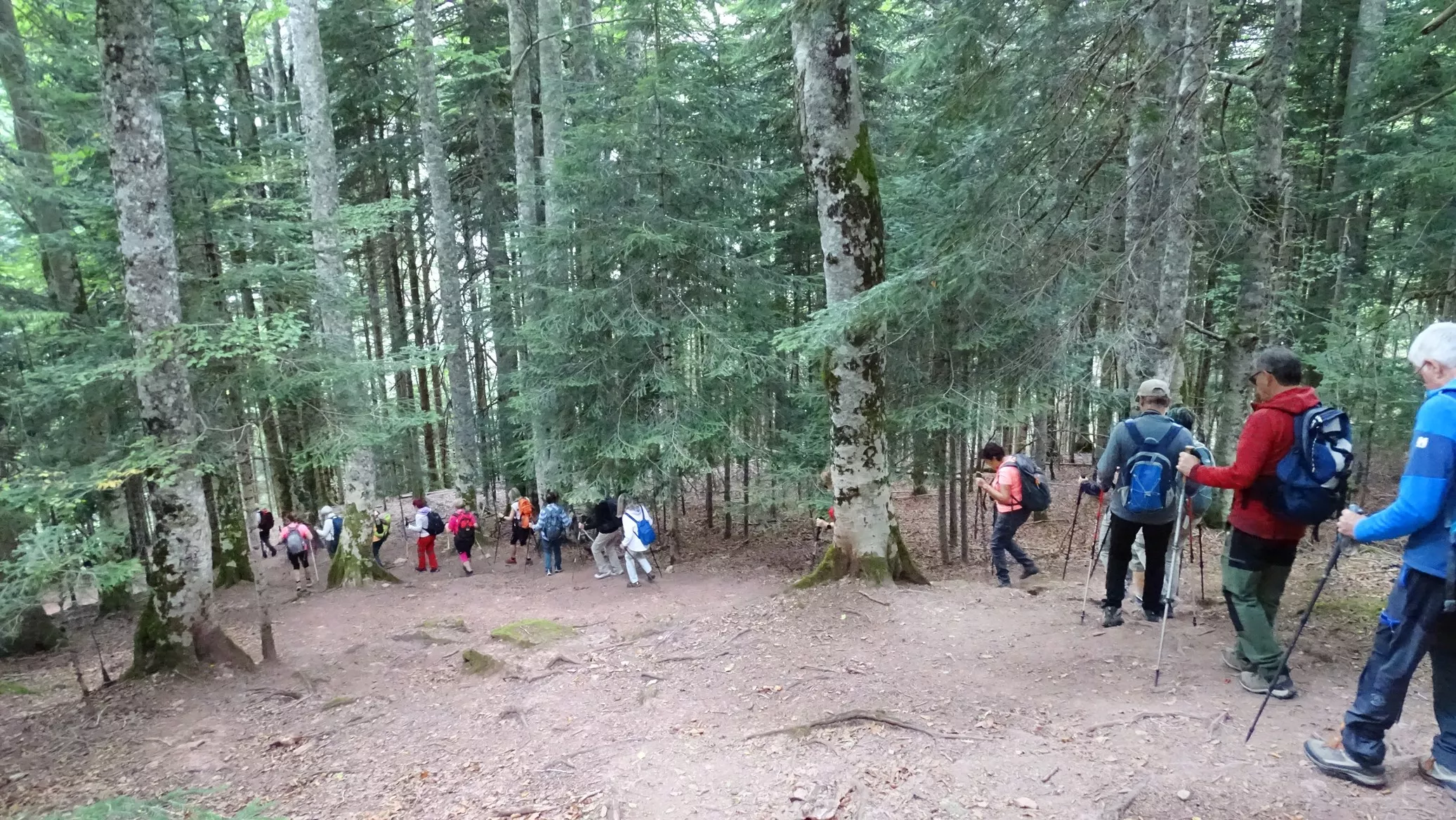 Descenso por abetal. Foto Alfredo Zazo