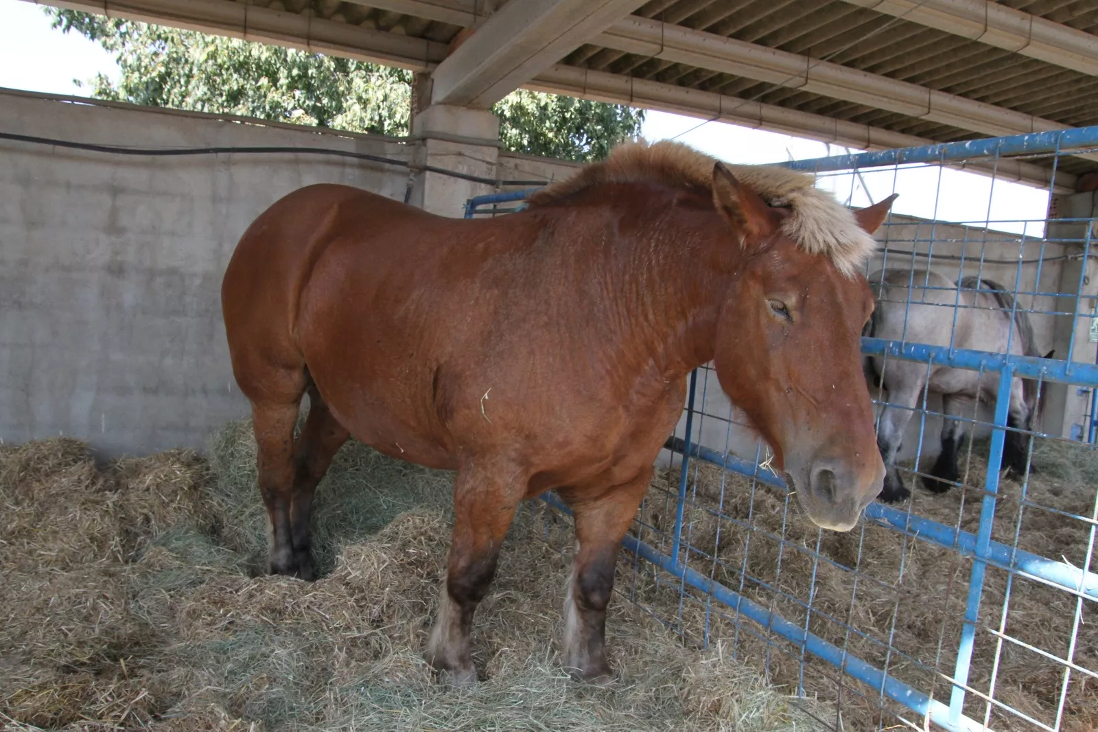 Inauguración de la XXXIX edición de Femoga. Foto Carlos Neofato