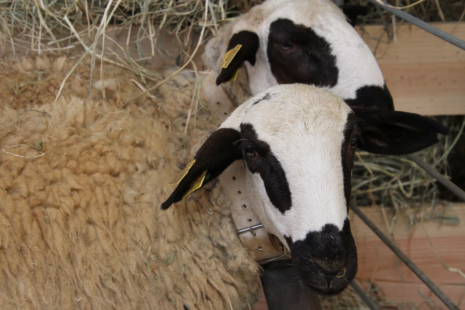 Inauguración de la XXXIX edición de Femoga. Foto Carlos Neofato