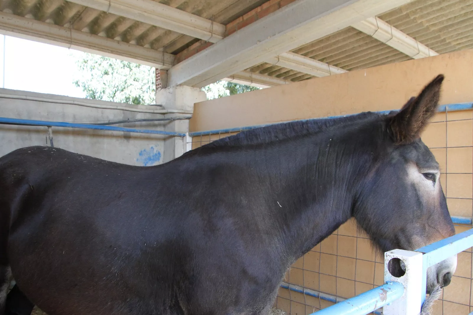 Inauguración de la XXXIX edición de Femoga. Foto Carlos Neofato