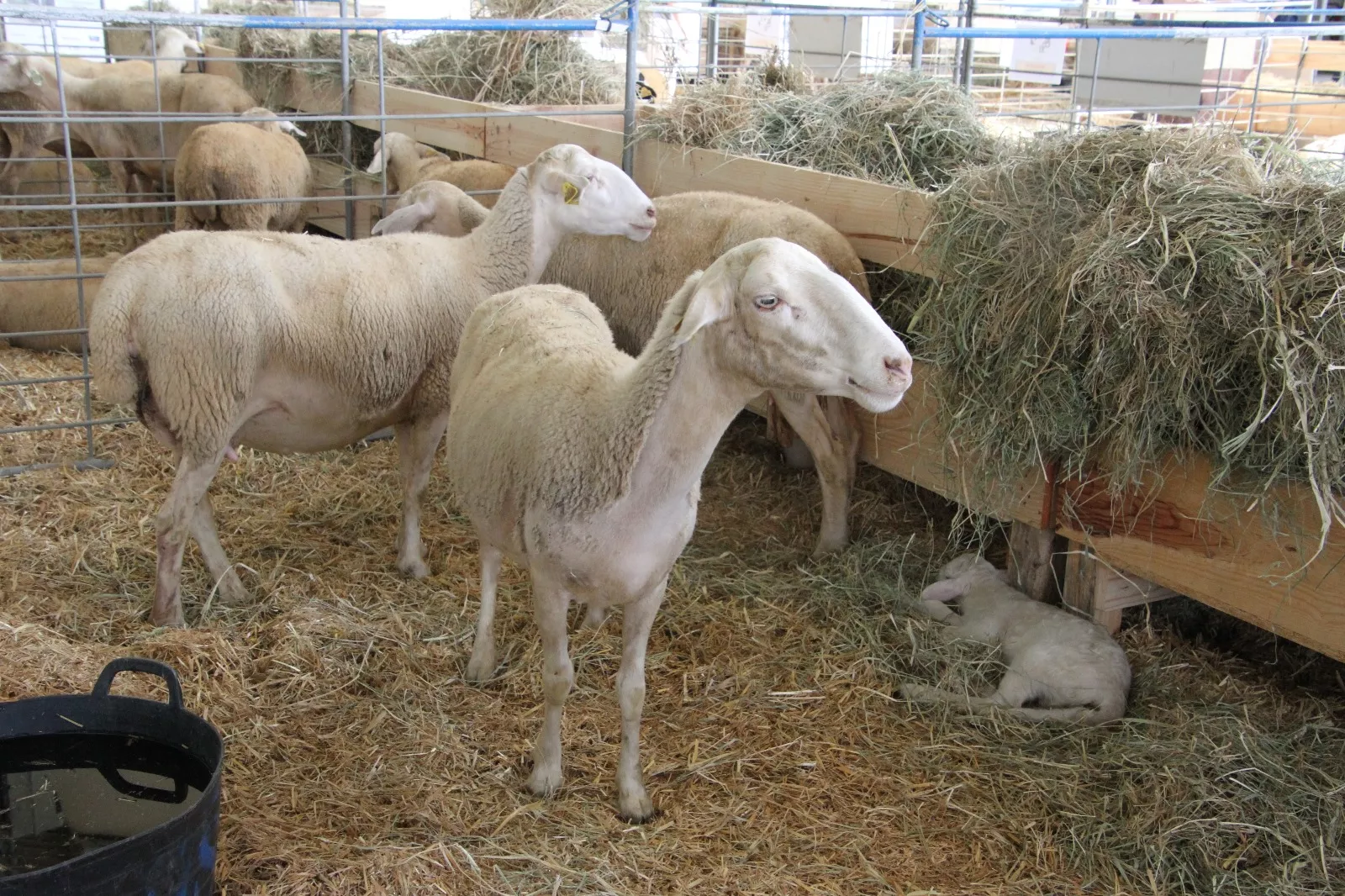 Inauguración de la XXXIX edición de Femoga. Foto Carlos Neofato