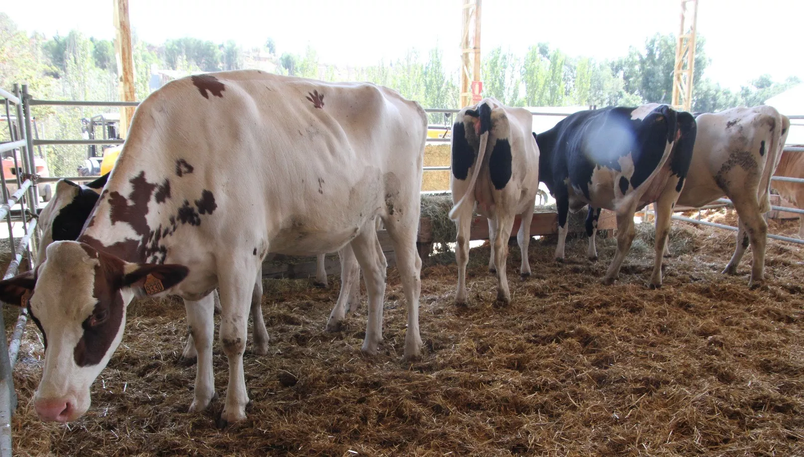 Inauguración de la XXXIX edición de Femoga. Foto Carlos Neofato