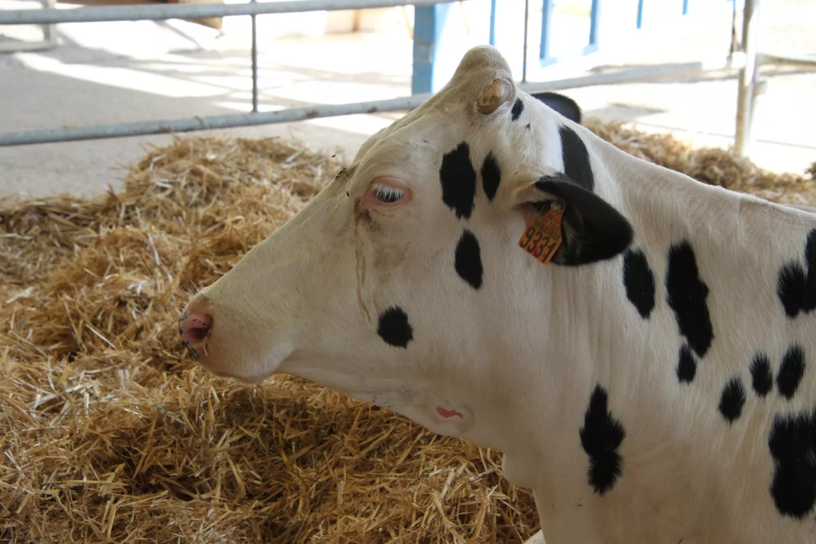 Inauguración de la XXXIX edición de Femoga. Foto Carlos Neofato