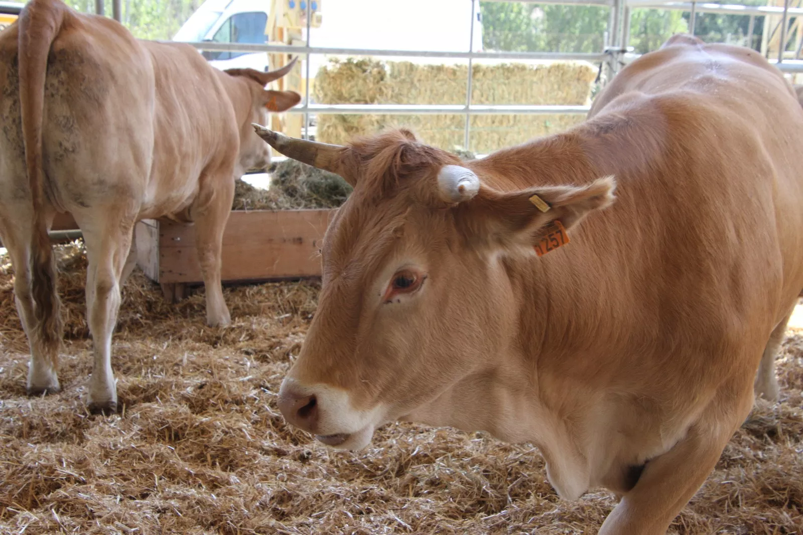 Inauguración de la XXXIX edición de Femoga. Foto Carlos Neofato