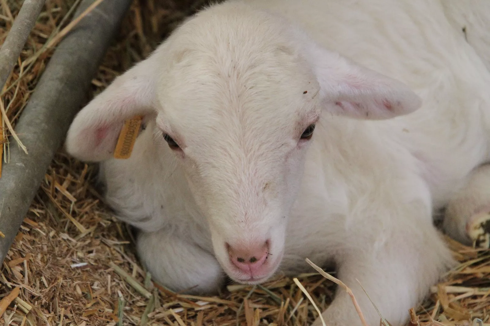 Inauguración de la XXXIX edición de Femoga. Foto Carlos Neofato