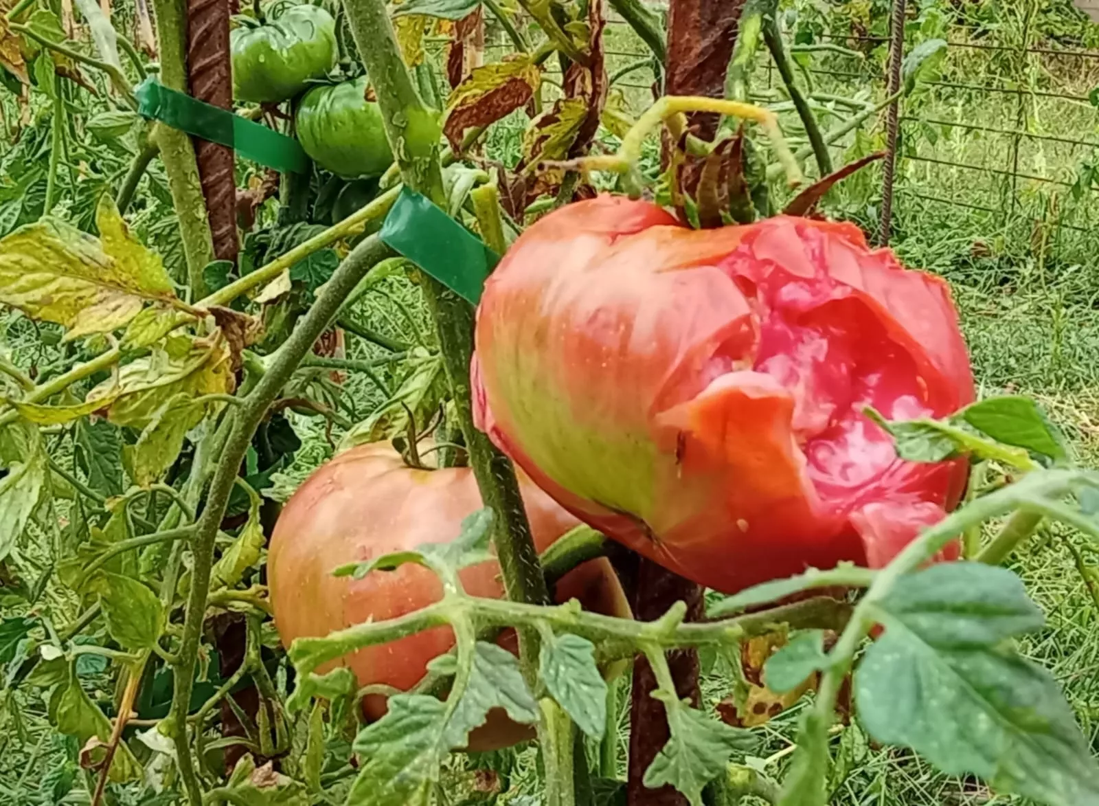 Daños causados por la tormenta en Loarre.