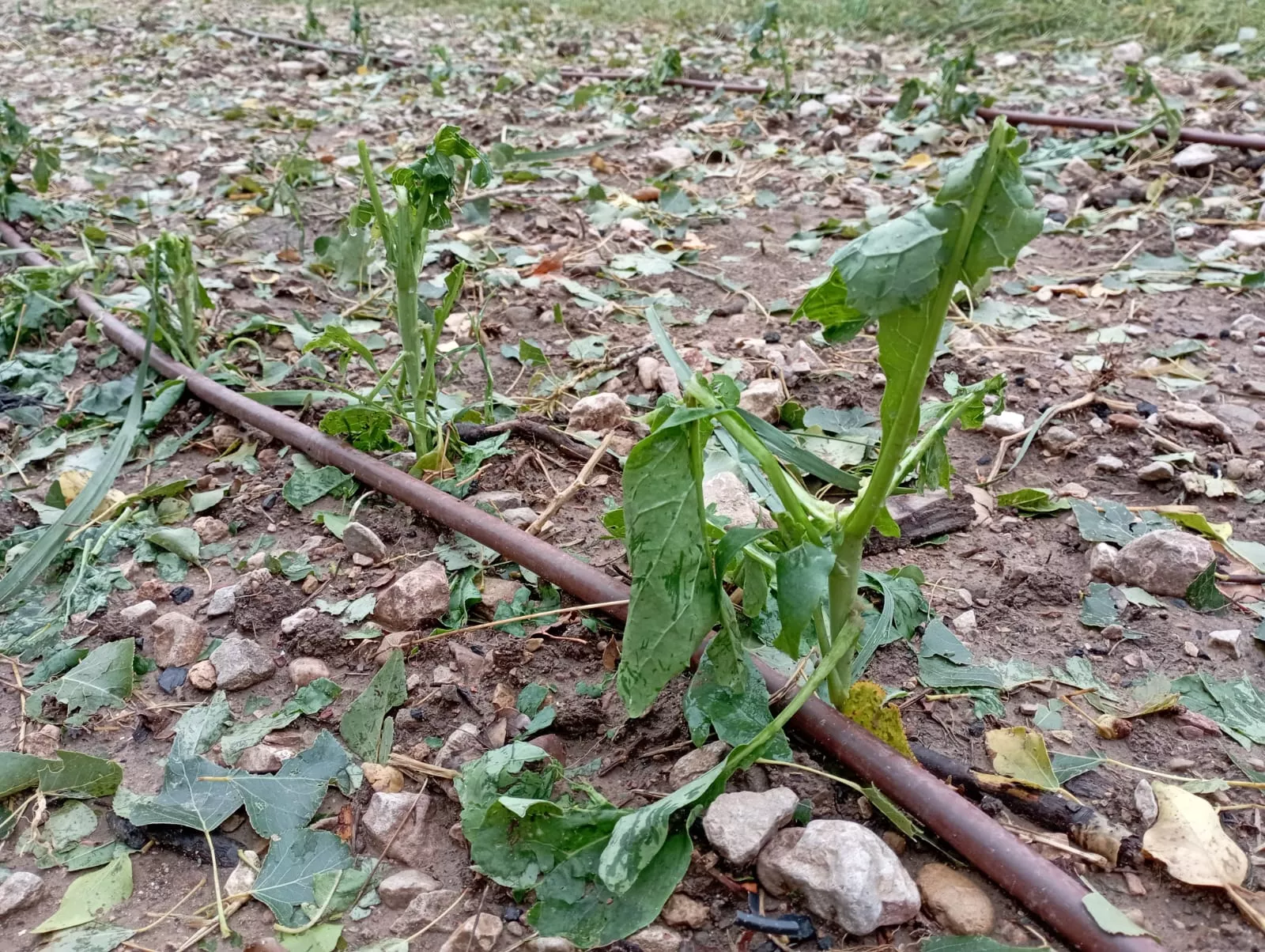 Daños causados por la tormenta en Loarre.