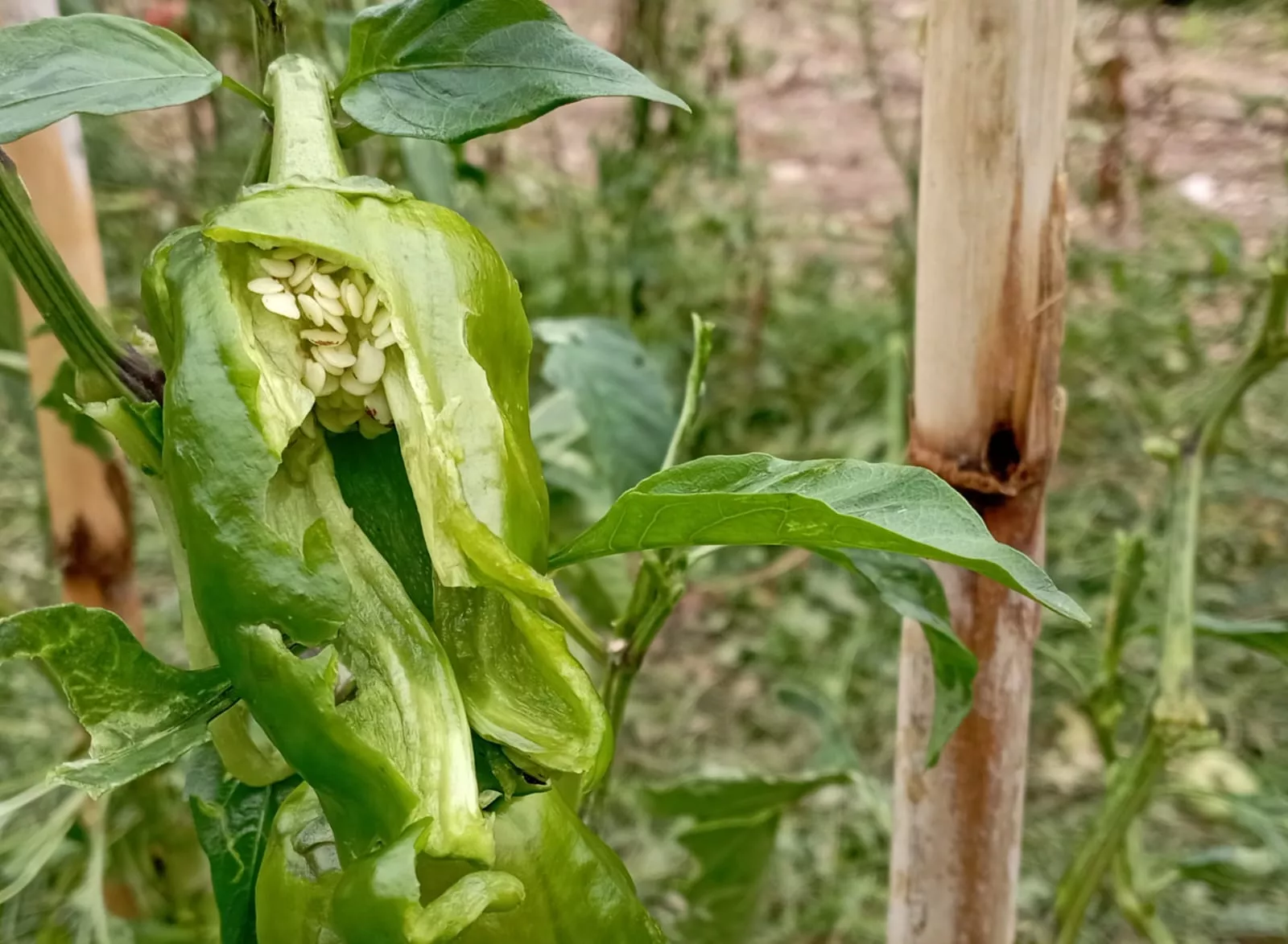 Daños causados por la tormenta en Loarre.