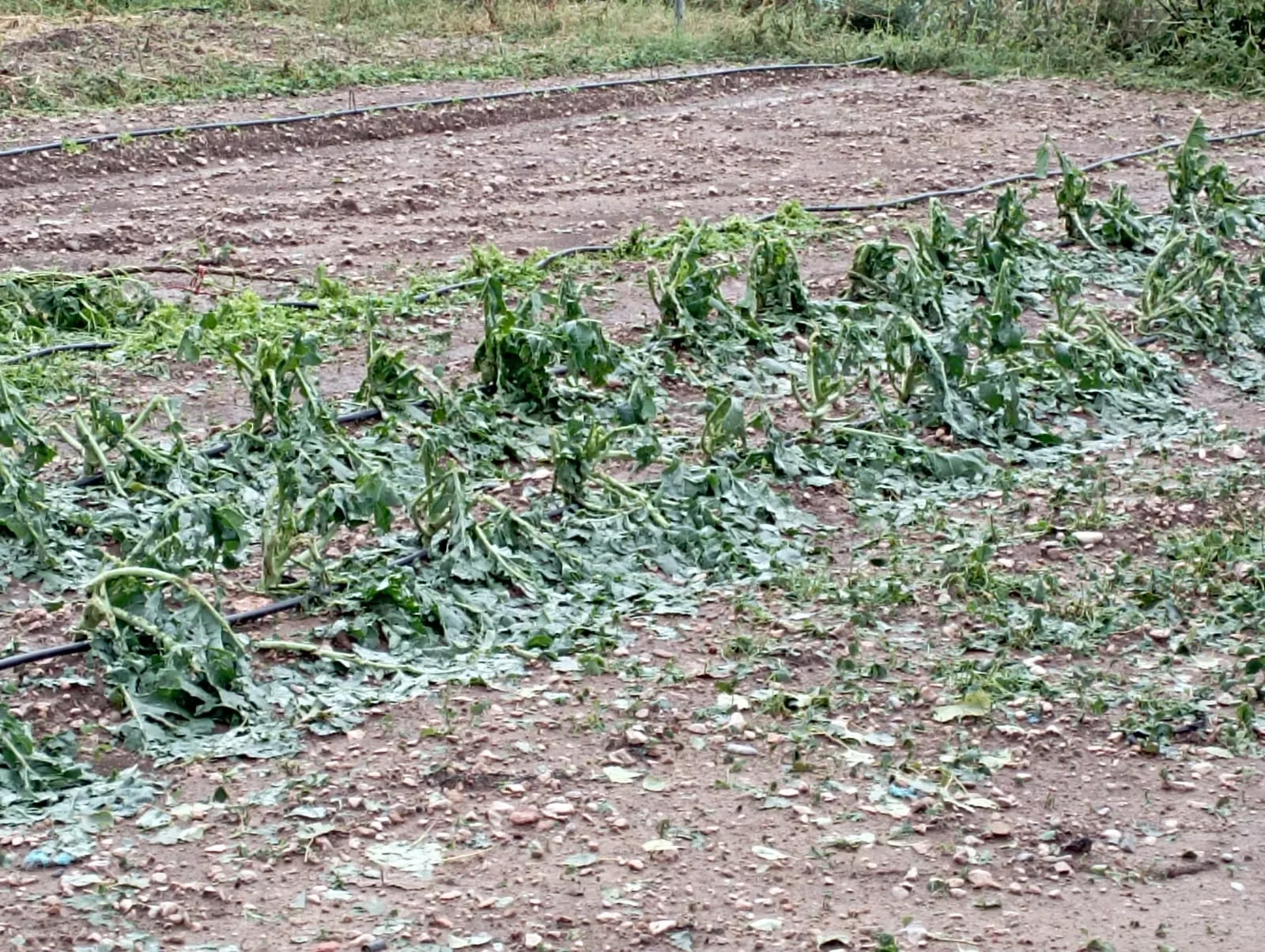 Daños causados por la tormenta en Loarre.