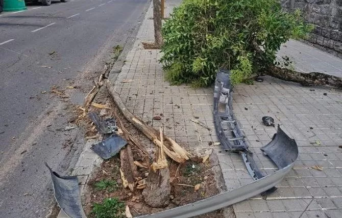 El joven arrancó un árbol de cuajo en su peligrosa huida por el casco urbano.