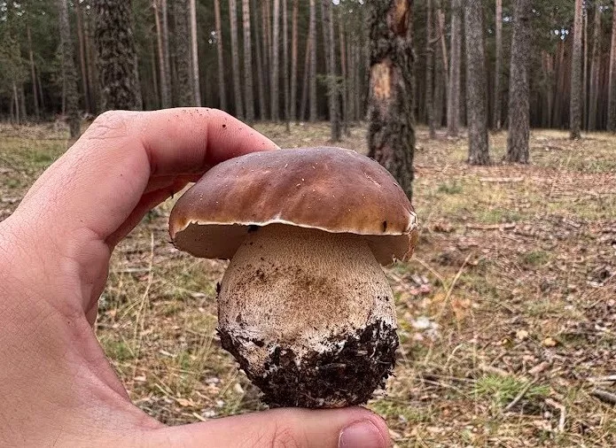 Arranca la campaña de setas en Aragón con un buen inicio en el Pirineo y escasez en el sur.