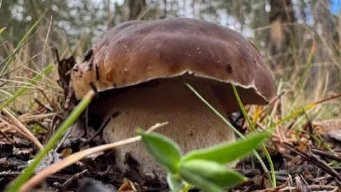 boletus (002)