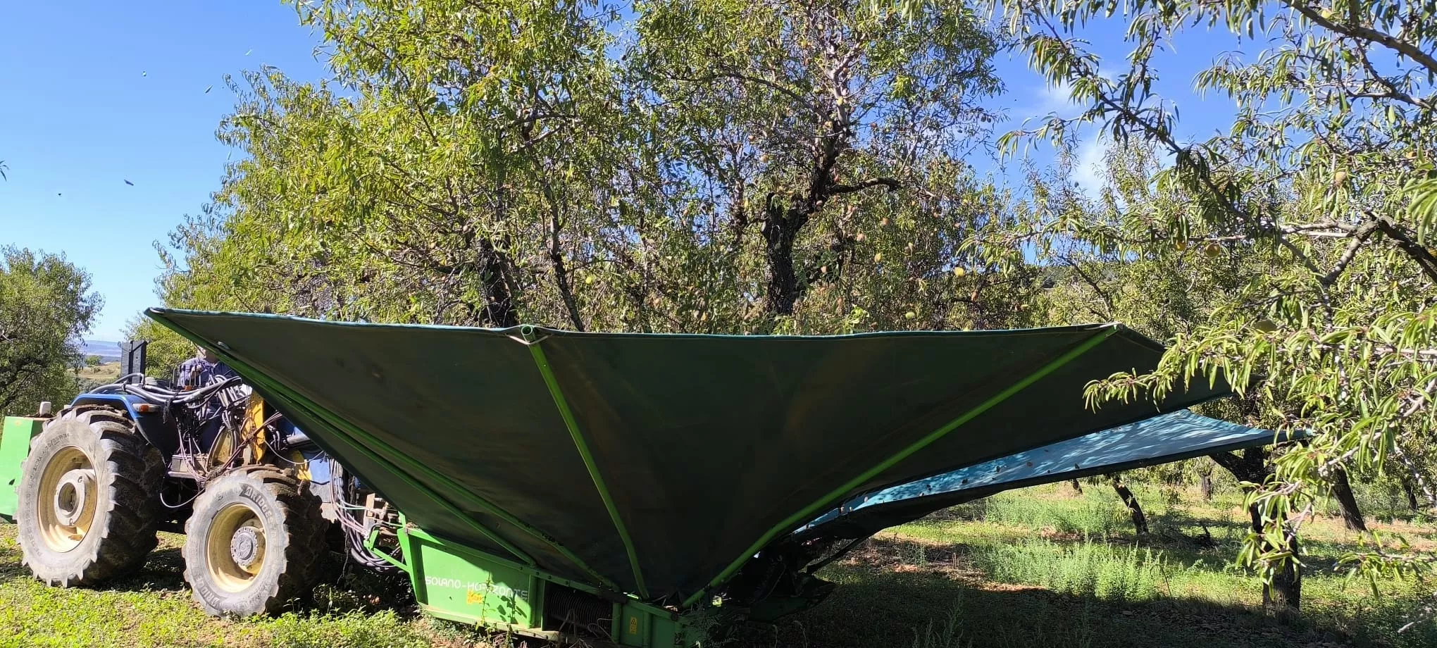 Recolección de almendras en el entorno de Arascués. Foto Joaquín Santafé