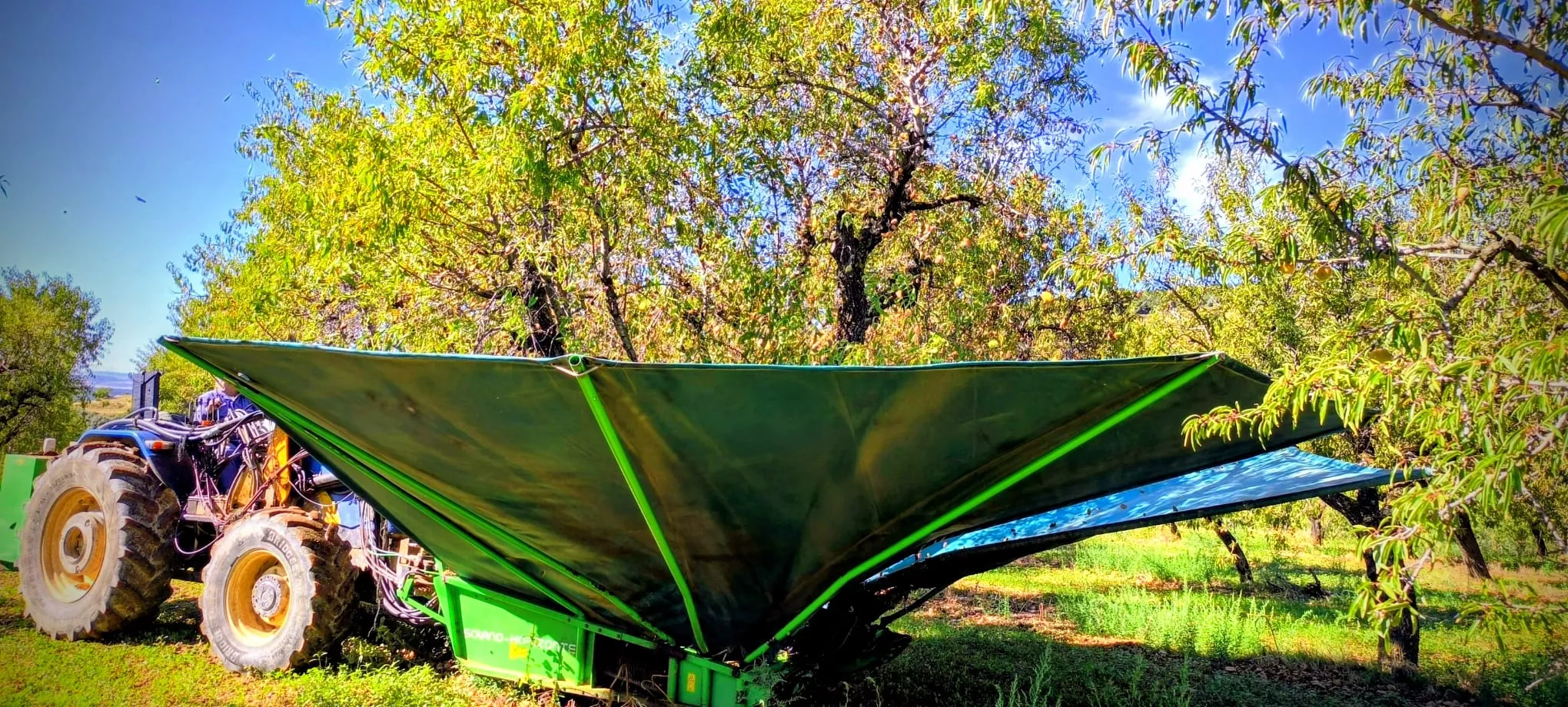 Recolección de almendras en el entorno de Arascués. Foto Joaquín Santafé