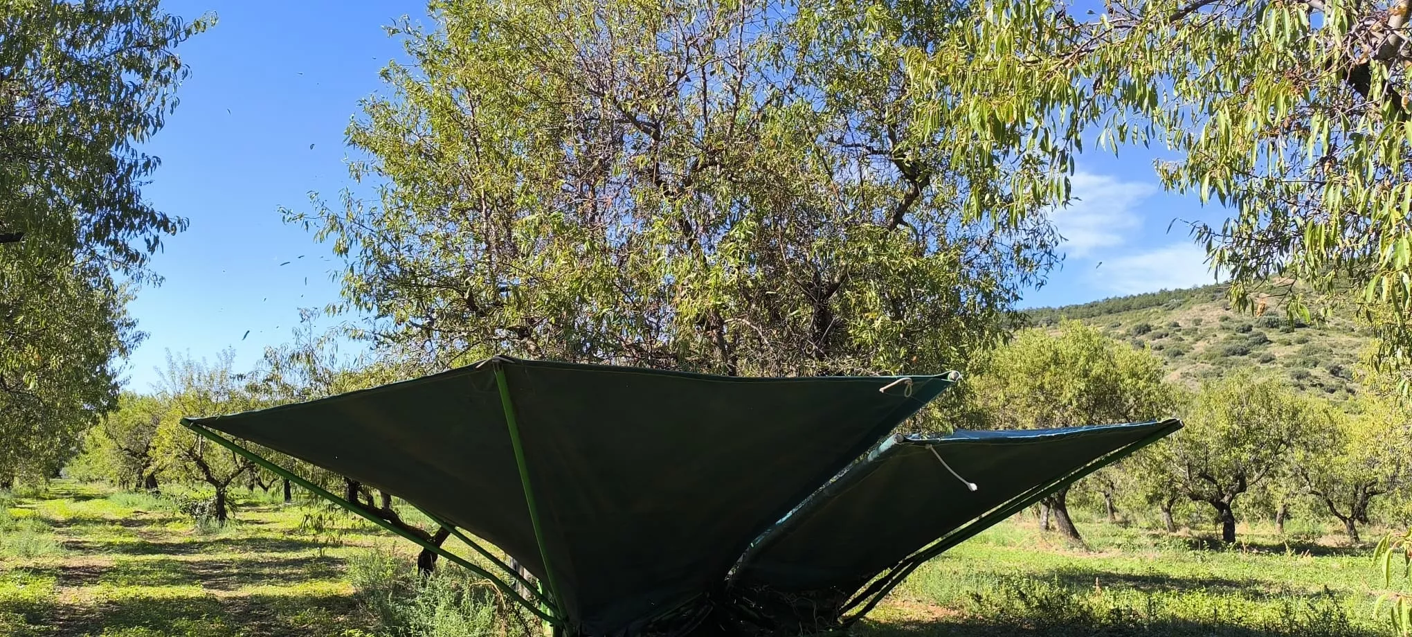 Recolección de almendras en el entorno de Arascués. Foto Joaquín Santafé