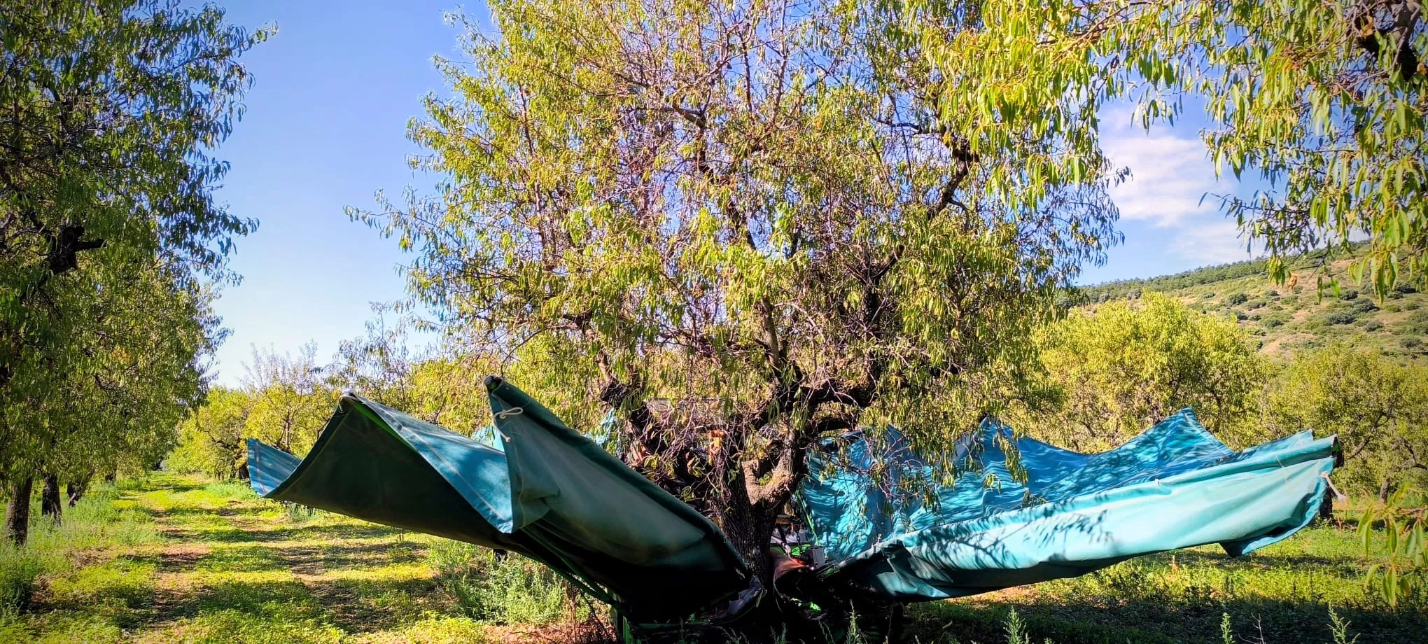 Recolección de almendras en el entorno de Arascués. Foto Joaquín Santafé