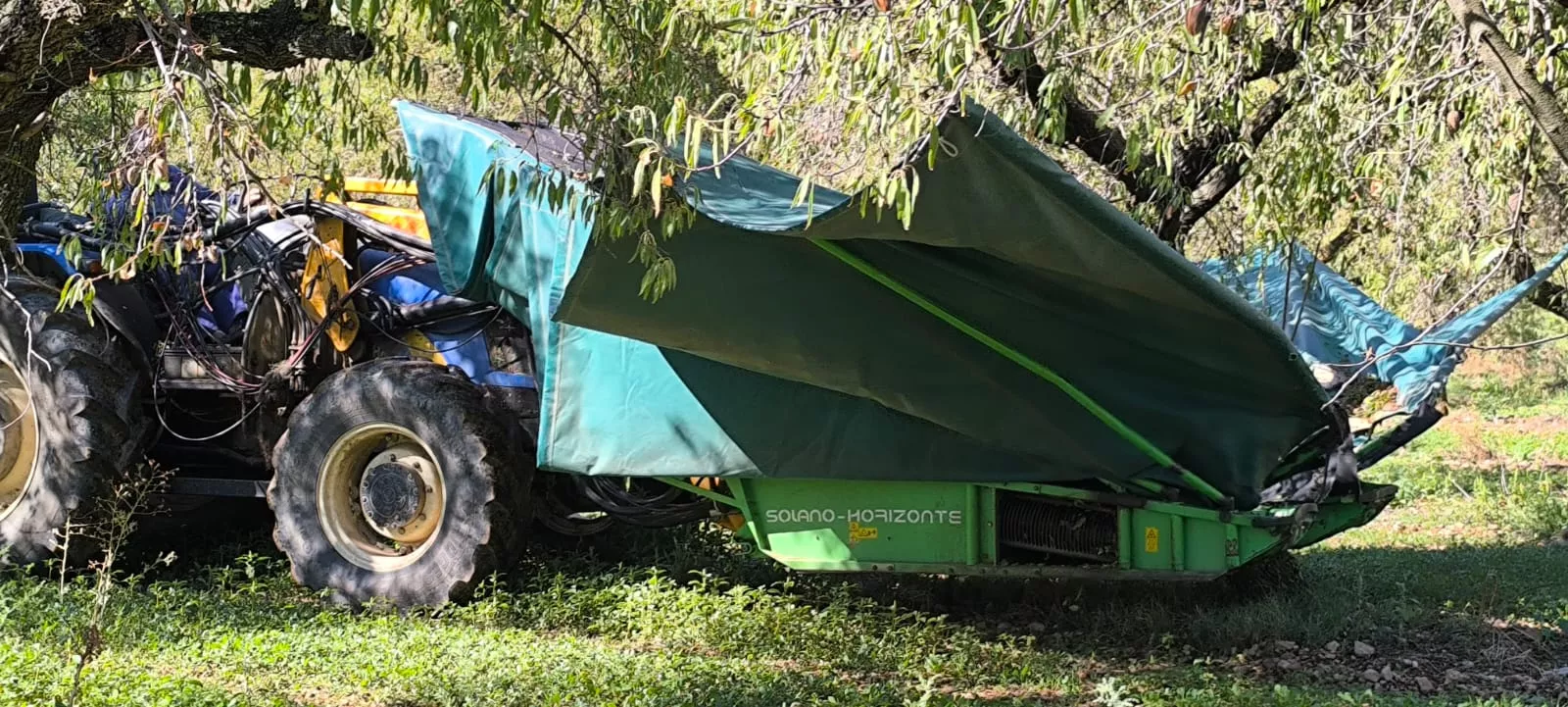Recolección de almendras en el entorno de Arascués. Foto Joaquín Santafé
