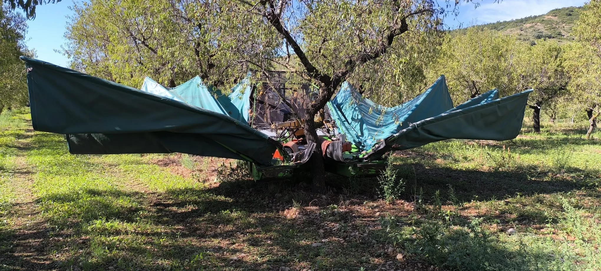 Recolección de almendras en el entorno de Arascués. Foto Joaquín Santafé