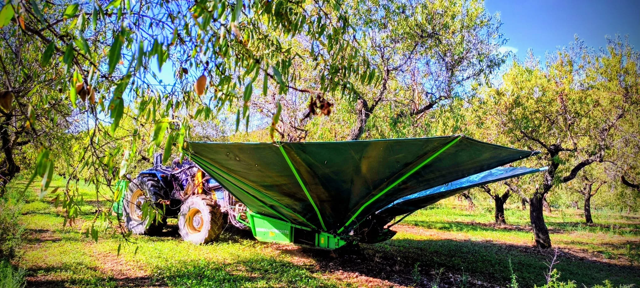 Recolección de almendras en el entorno de Arascués. Foto Joaquín Santafé
