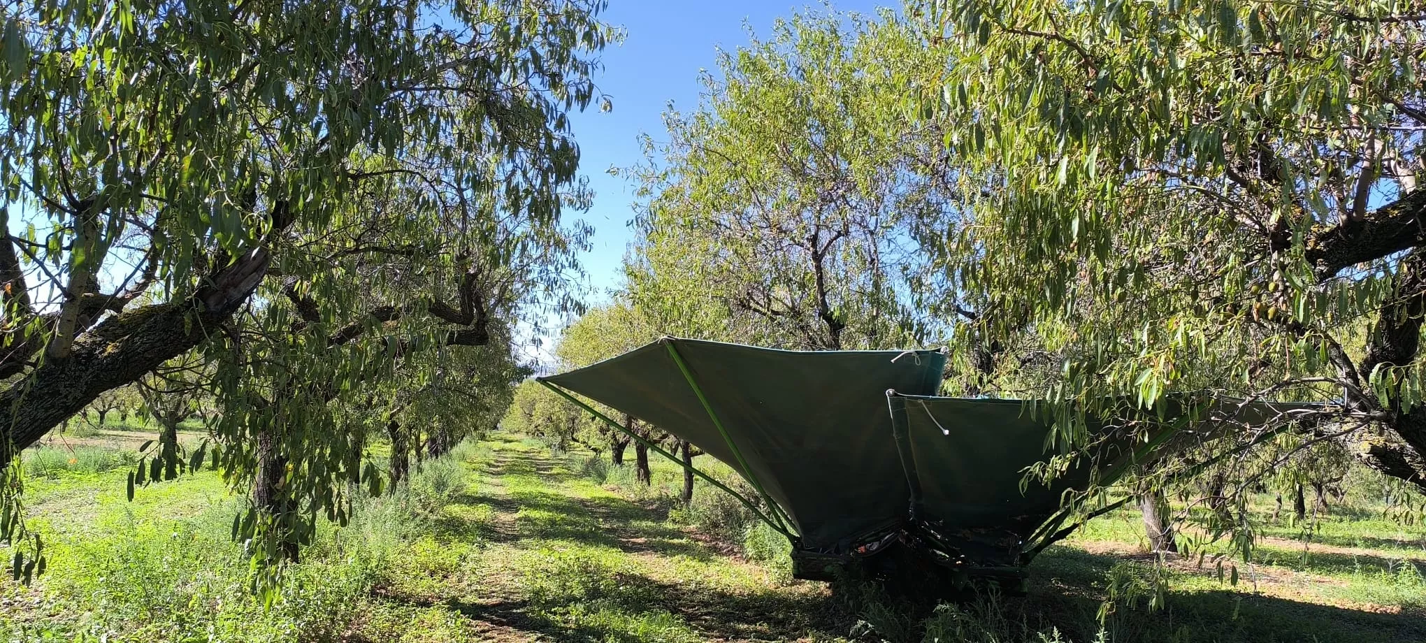 Recolección de almendras en el entorno de Arascués. Foto Joaquín Santafé