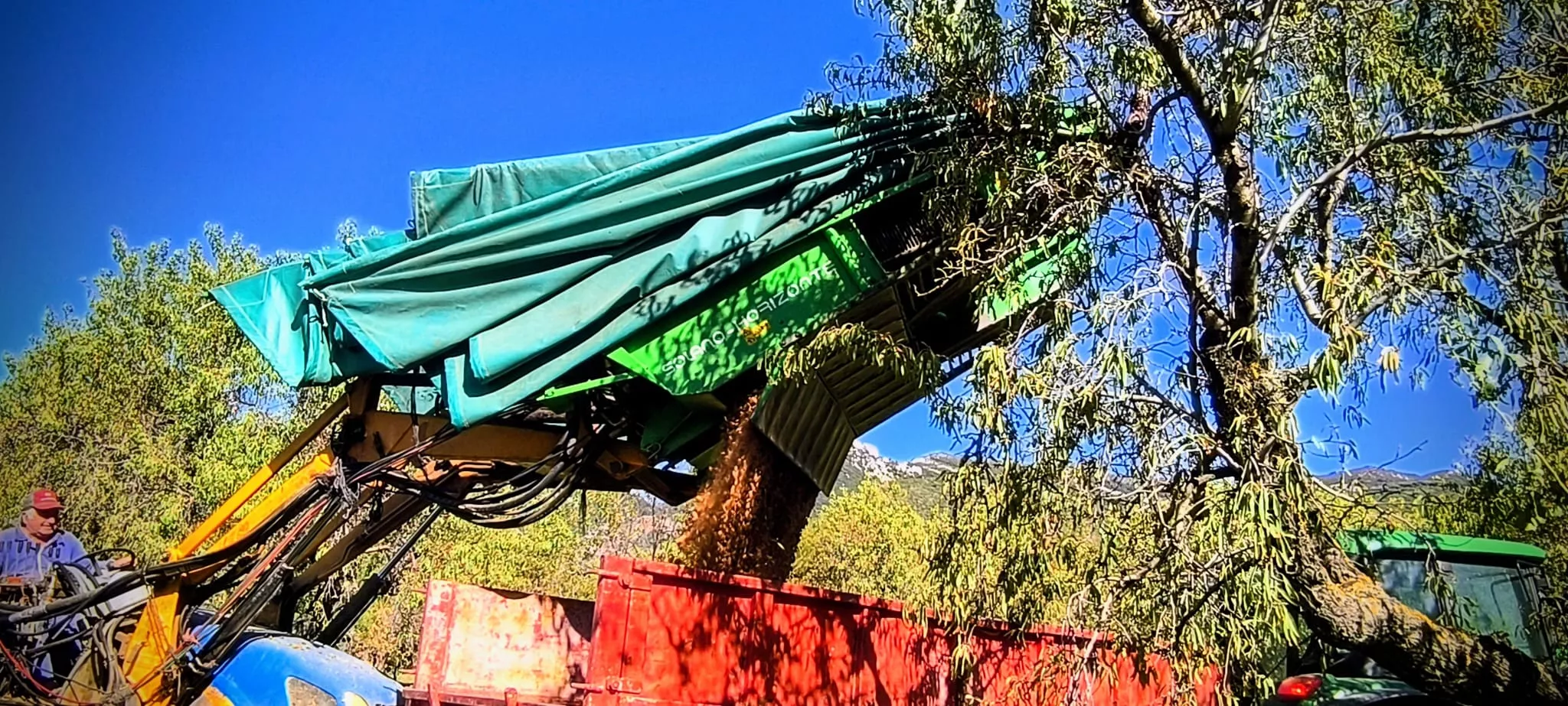 Recolección de almendras en el entorno de Arascués. Foto Joaquín Santafé
