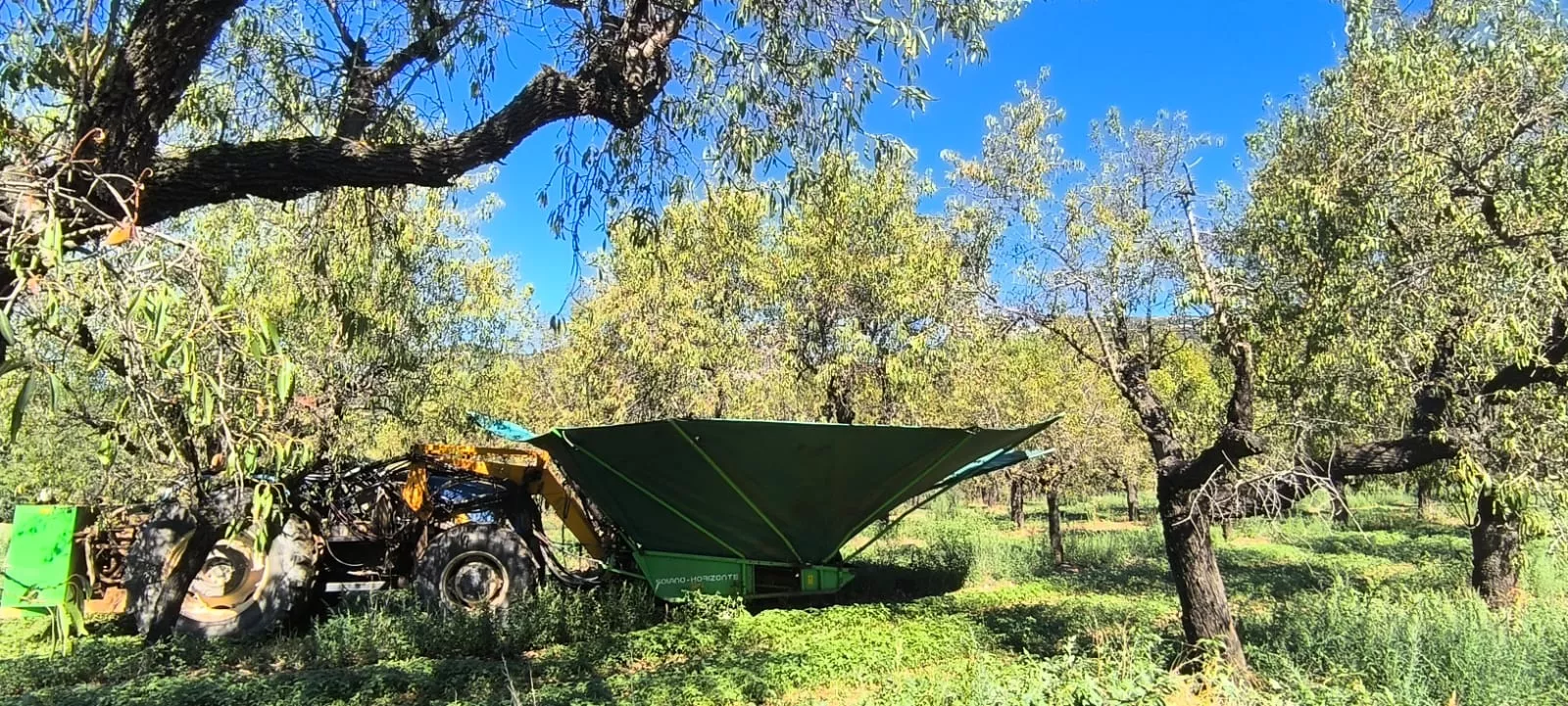 Recolección de almendras en el entorno de Arascués. Foto Joaquín Santafé