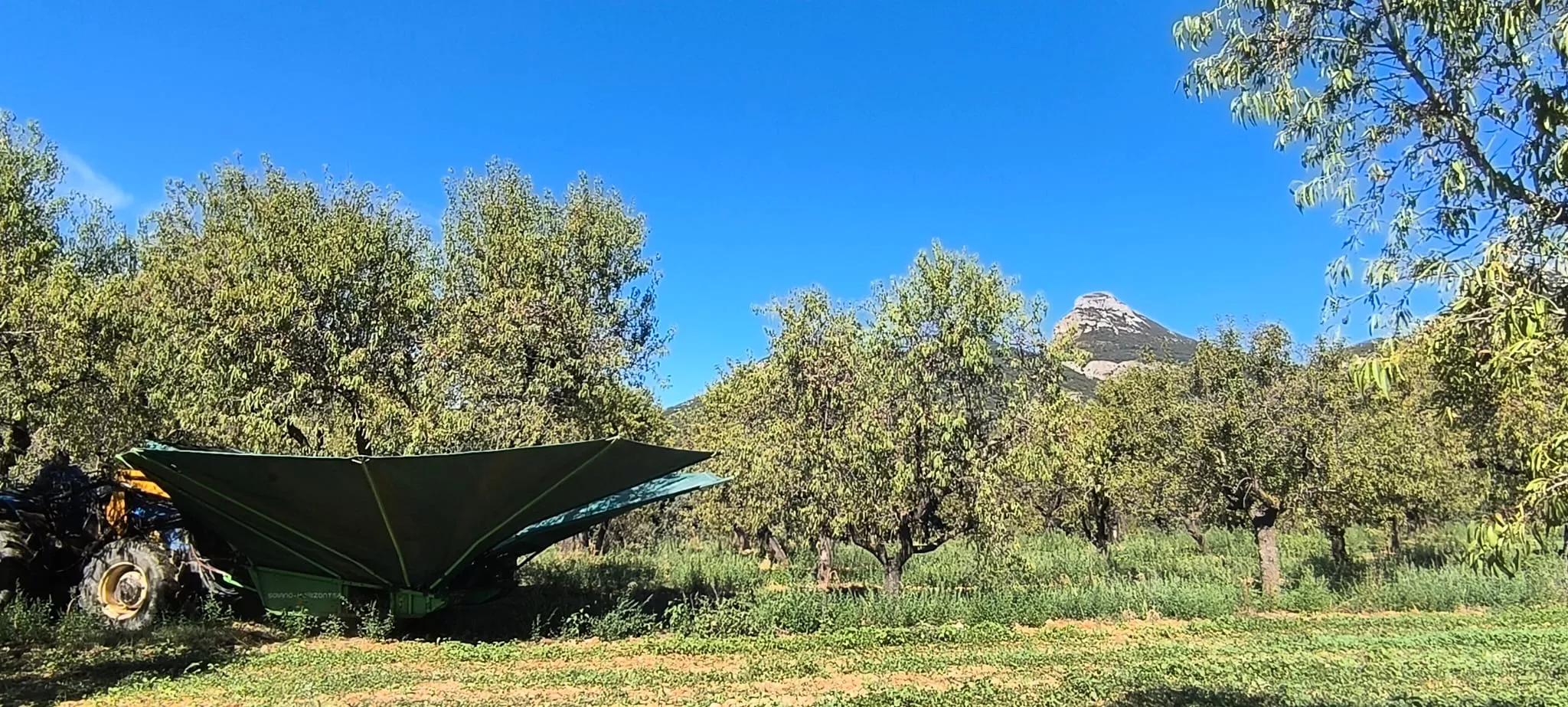 Recolección de almendras en el entorno de Arascués. Foto Joaquín Santafé