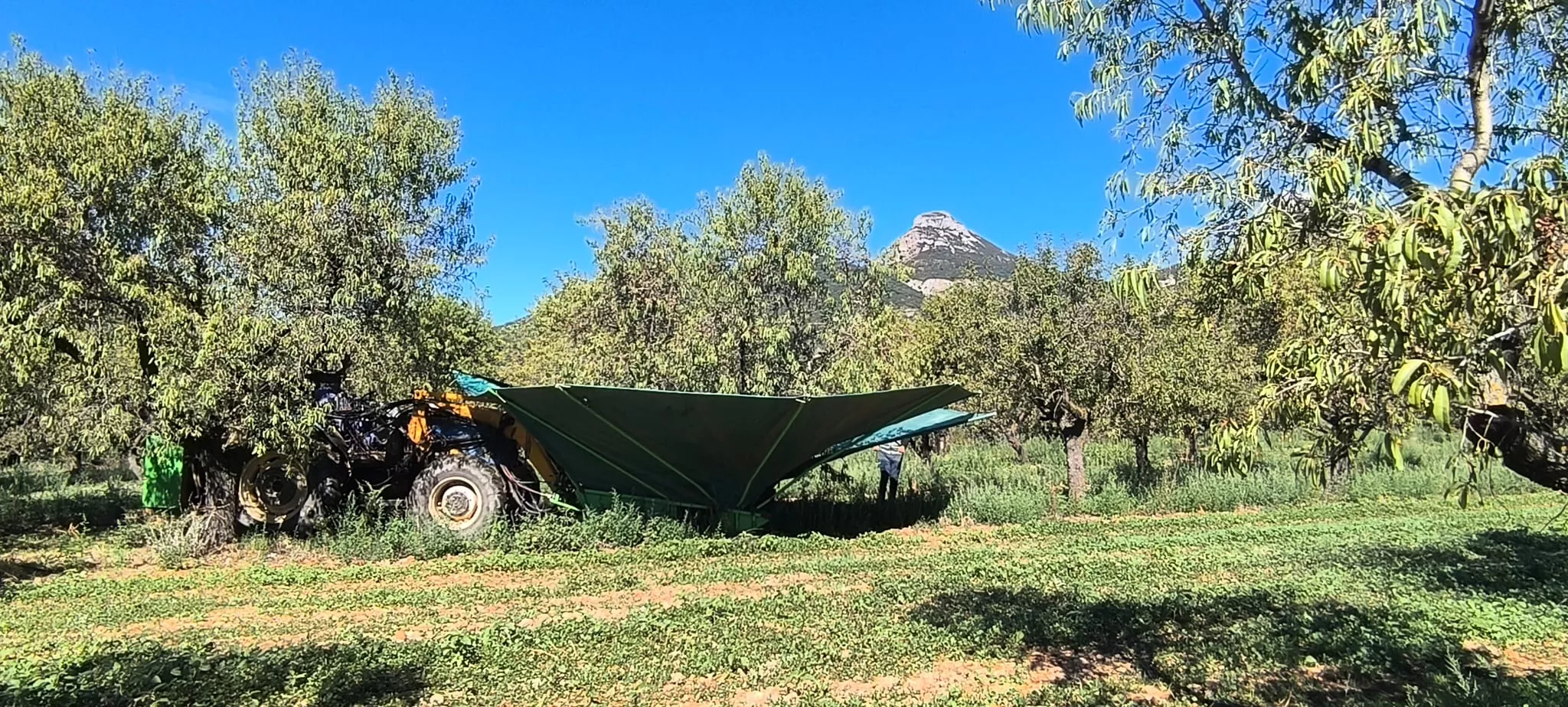 Recolección de almendras en el entorno de Arascués. Foto Joaquín Santafé