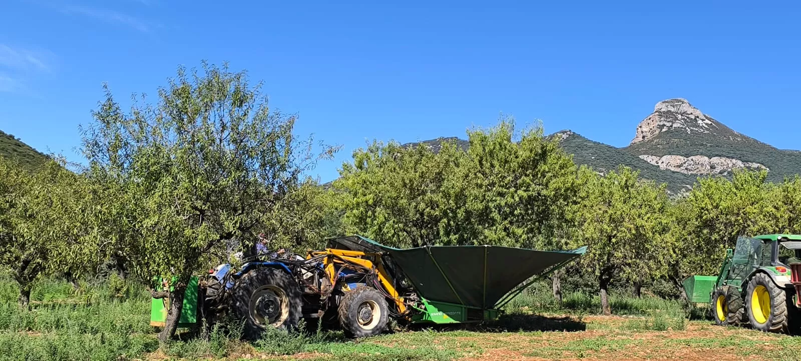 Recolección de almendras en el entorno de Arascués. Foto Joaquín Santafé