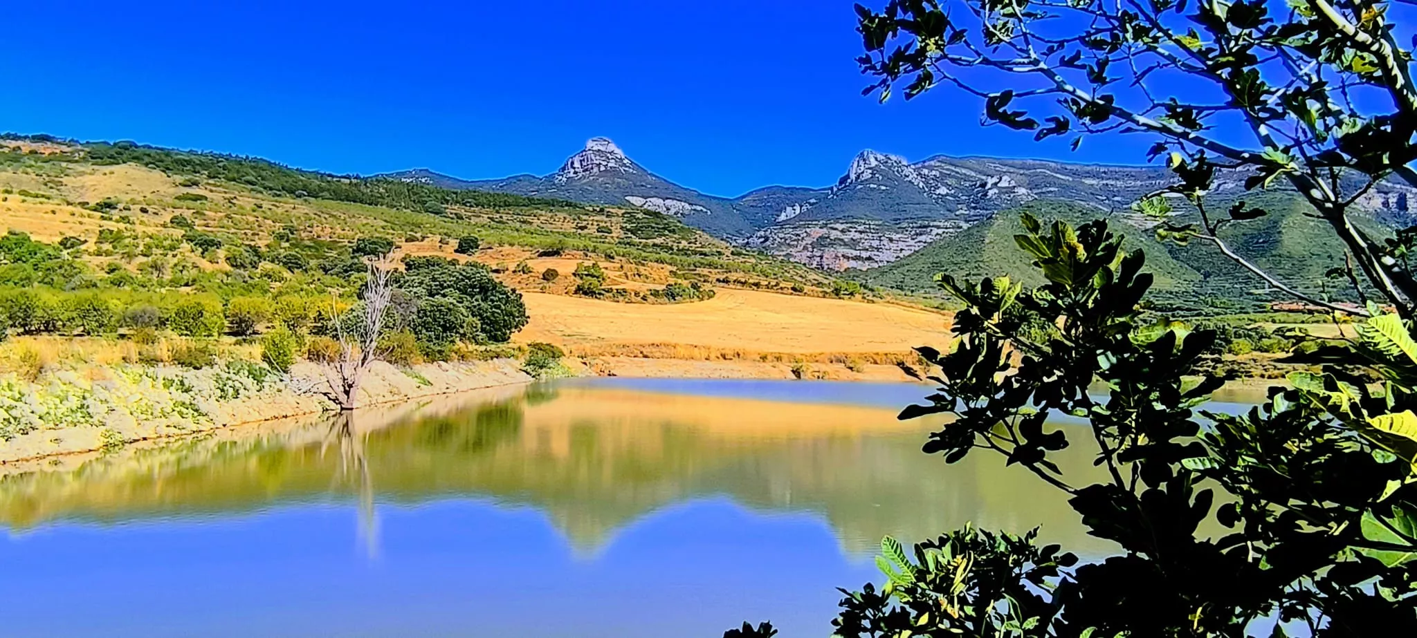 Olivares en el entorno de la Ermita Virgen del Olivar. Foto Joaquín Santafé