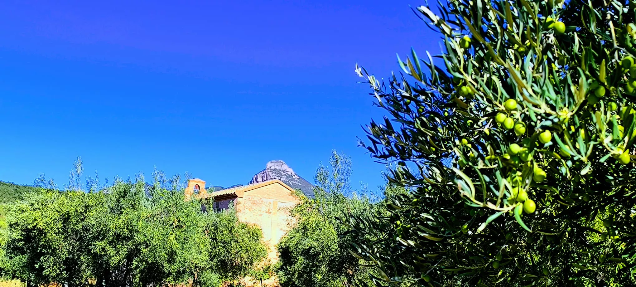 Olivares en el entorno de la Ermita Virgen del Olivar. Foto Joaquín Santafé