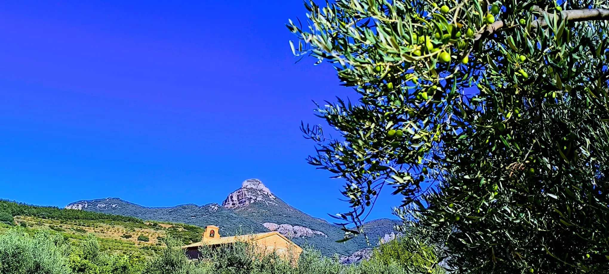Olivares en el entorno de la Ermita Virgen del Olivar. Foto Joaquín Santafé