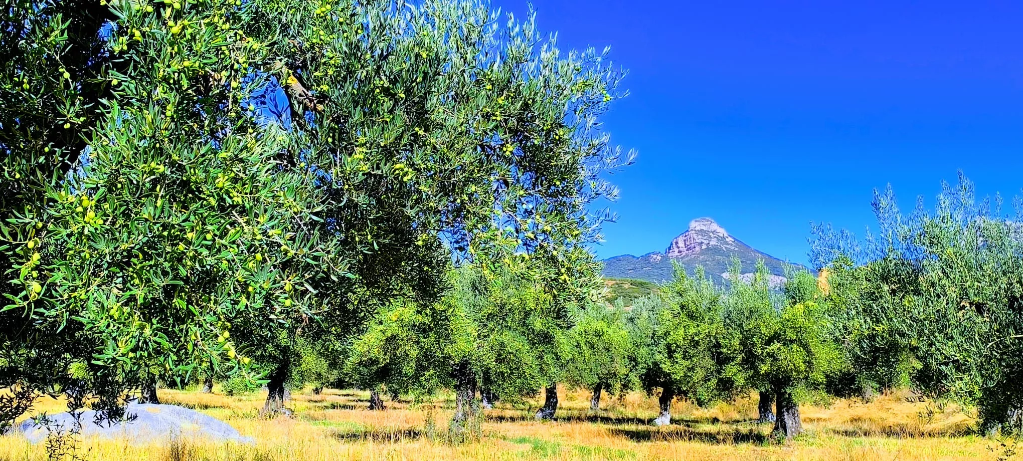 Olivares en el entorno de la Ermita Virgen del Olivar. Foto Joaquín Santafé