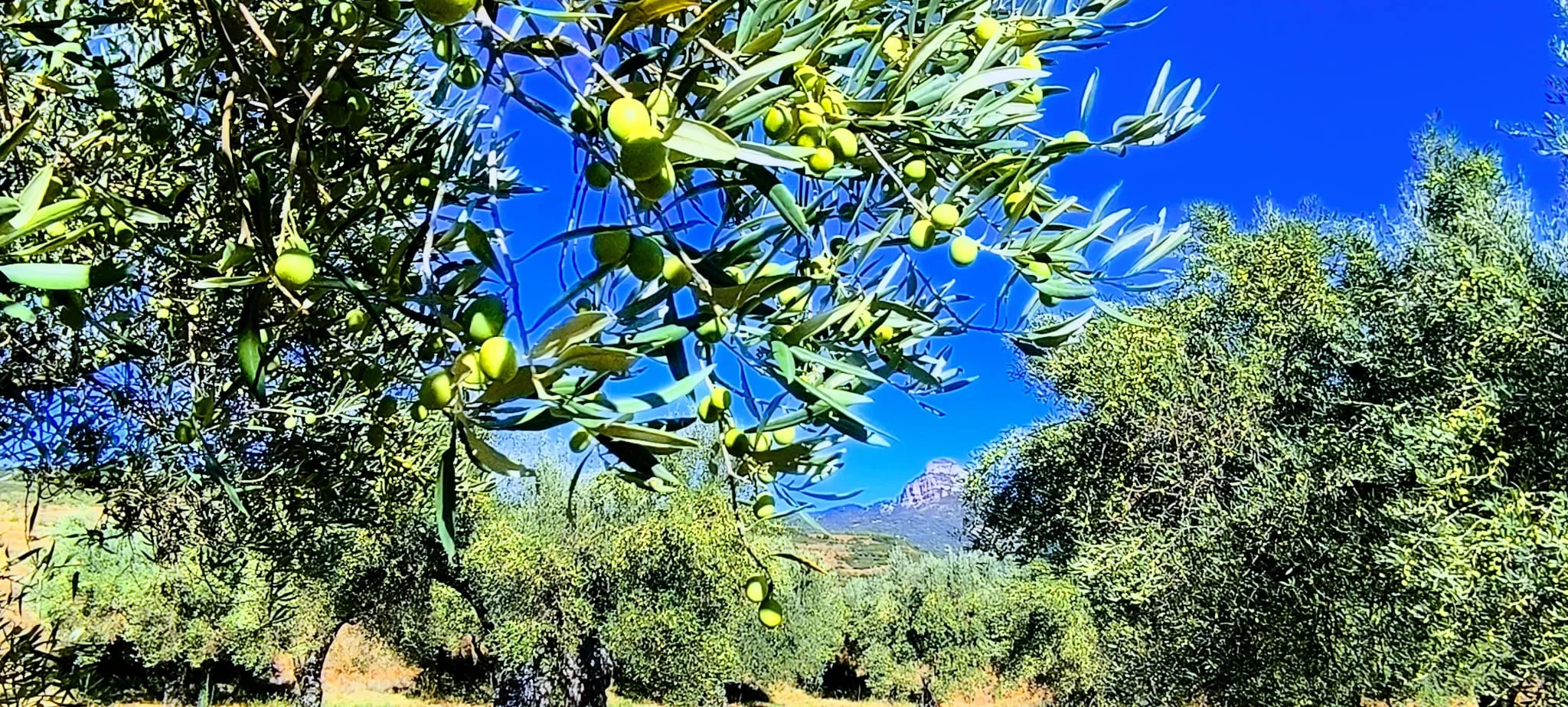 Olivares en el entorno de la Ermita Virgen del Olivar. Foto Joaquín Santafé