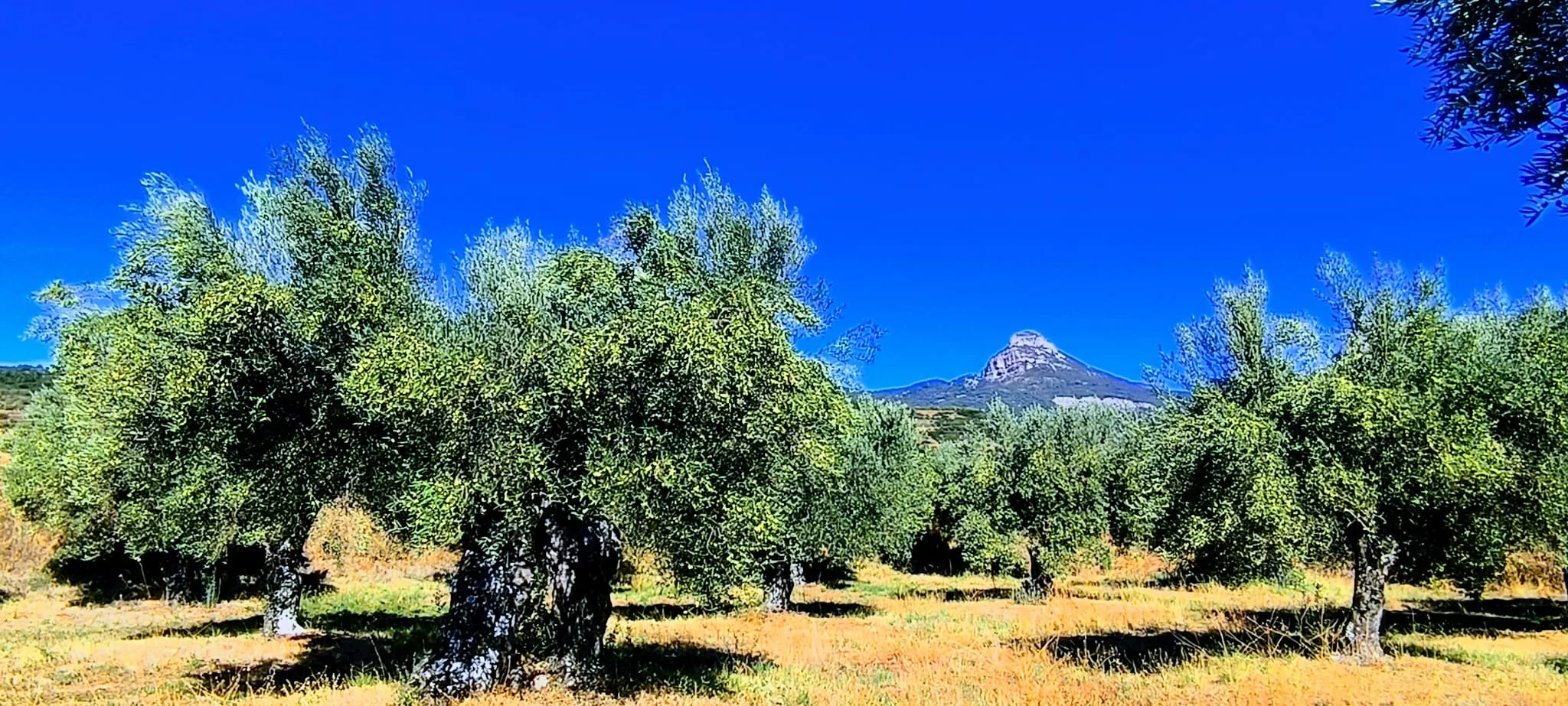 Olivares en el entorno de la Ermita Virgen del Olivar. Foto Joaquín Santafé