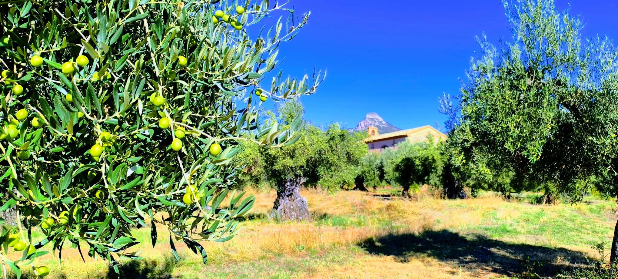 Olivares en el entorno de la Ermita Virgen del Olivar. Foto Joaquín Santafé