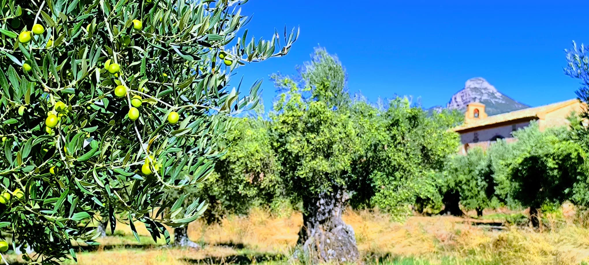 Olivares en el entorno de la Ermita Virgen del Olivar. Foto Joaquín Santafé