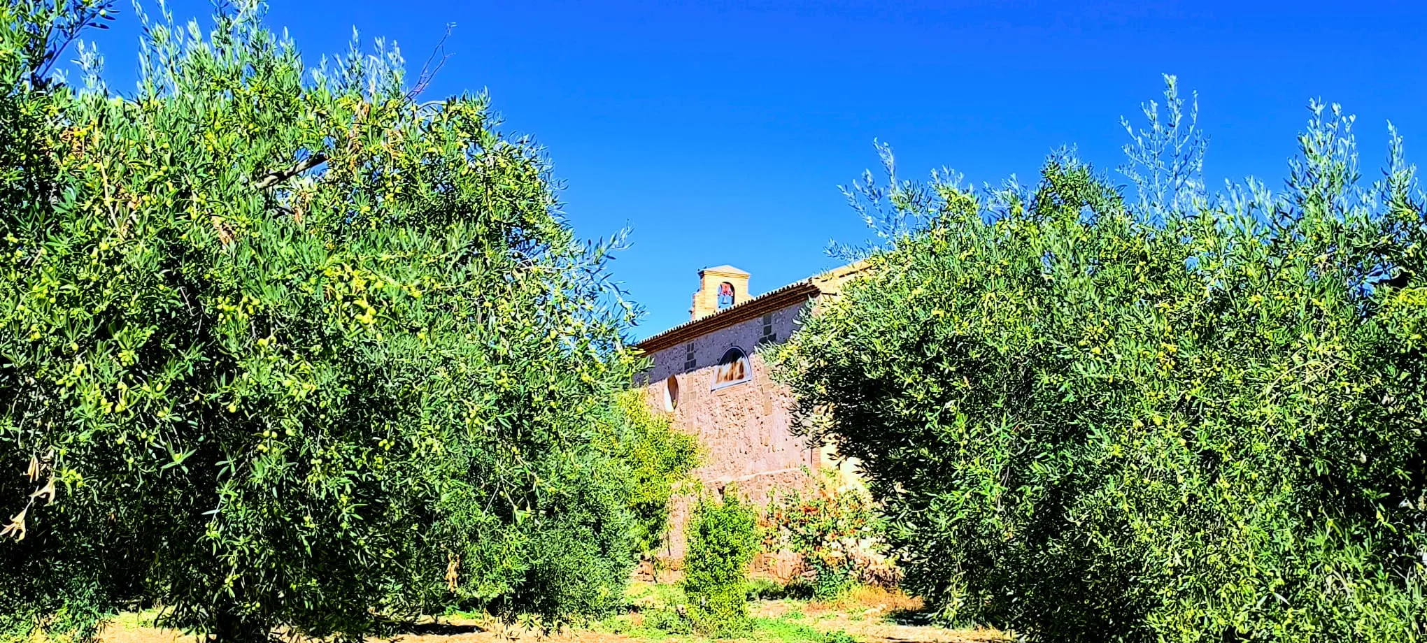 Olivares en el entorno de la Ermita Virgen del Olivar. Foto Joaquín Santafé