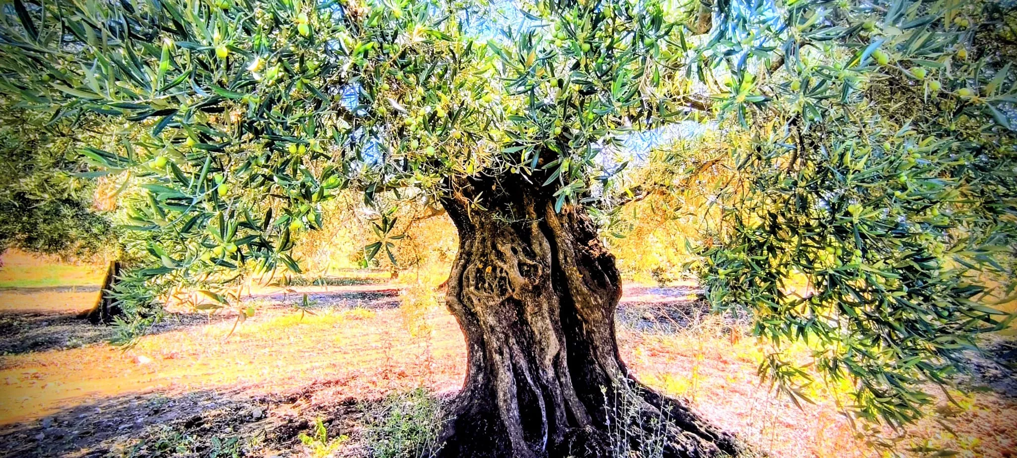 Olivares en el entorno de la Ermita Virgen del Olivar. Foto Joaquín Santafé