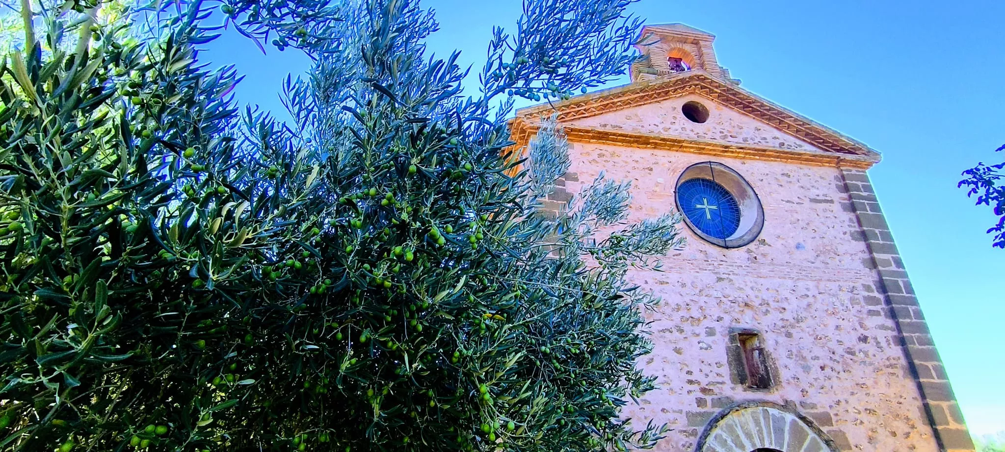 Olivares en el entorno de la Ermita Virgen del Olivar. Foto Joaquín Santafé