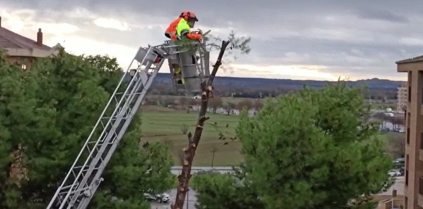 Tala de pinos en el Parque de San Martín. Foto Carlos Jalle 