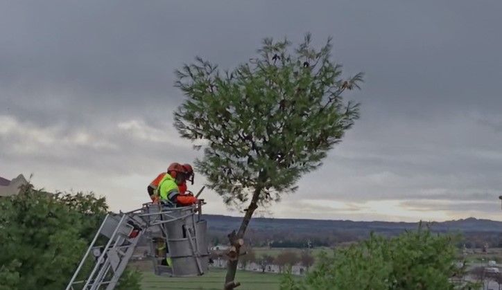 Tala de pinos en el Parque de San Martín. Foto Carlos Jalle 