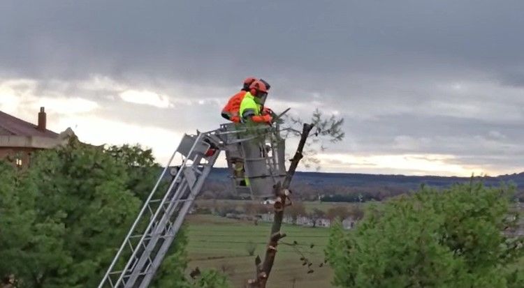 Tala de pinos en el Parque de San Martín. Foto Carlos Jalle 