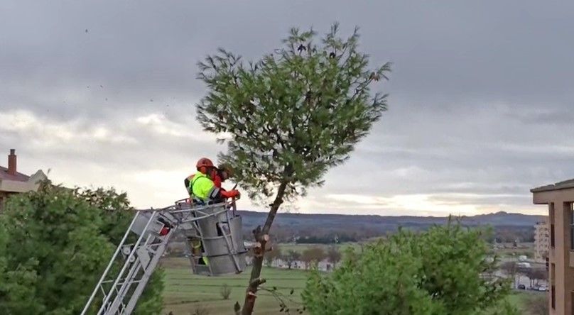 Tala de pinos en el Parque de San Martín. Foto Carlos Jalle 