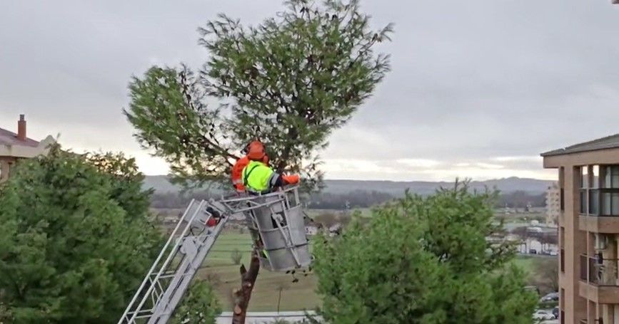 Tala de pinos en el Parque de San Martín. Foto Carlos Jalle 