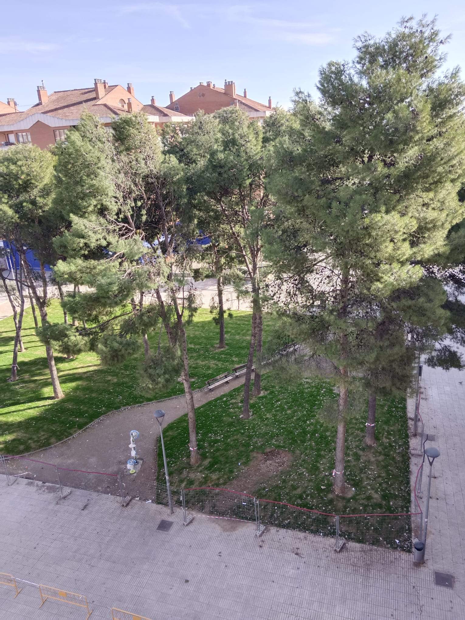 Tala de pinos en el Parque de San Martín. Foto Carlos Jalle