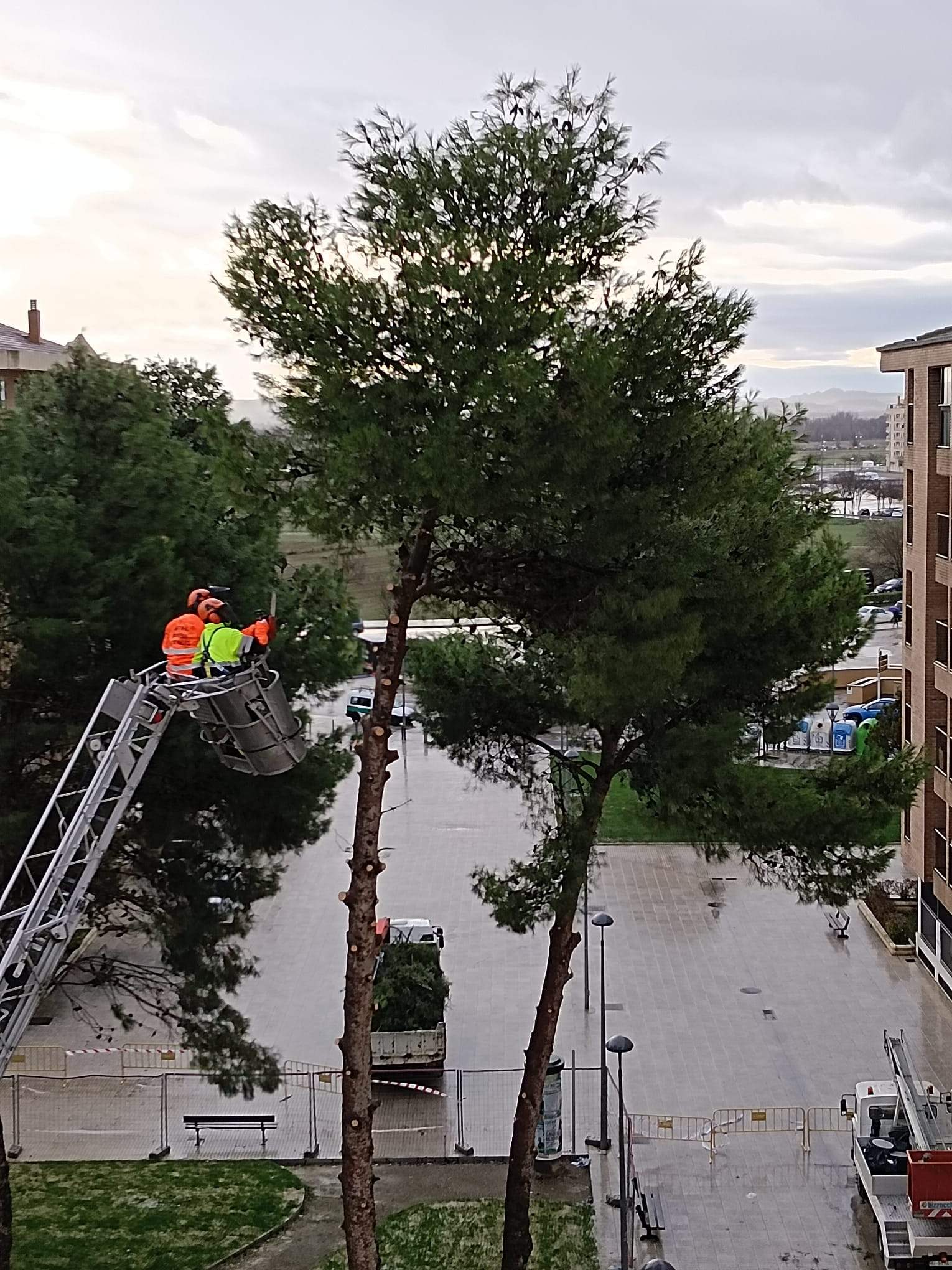 Tala de pinos en el Parque de San Martín. Foto Carlos Jalle 